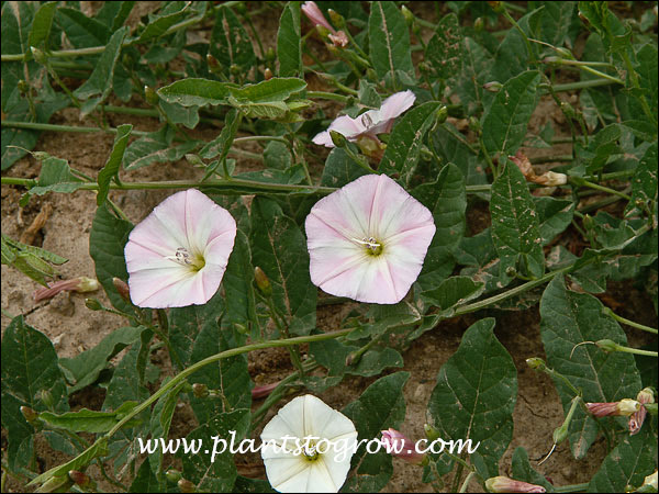 WIld Morning Glory (Convolvulus arvensis)
The flower consisting of fused sepals and petals.